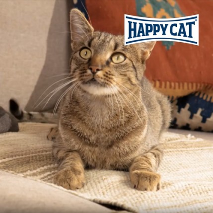 Musik für Happy Cat